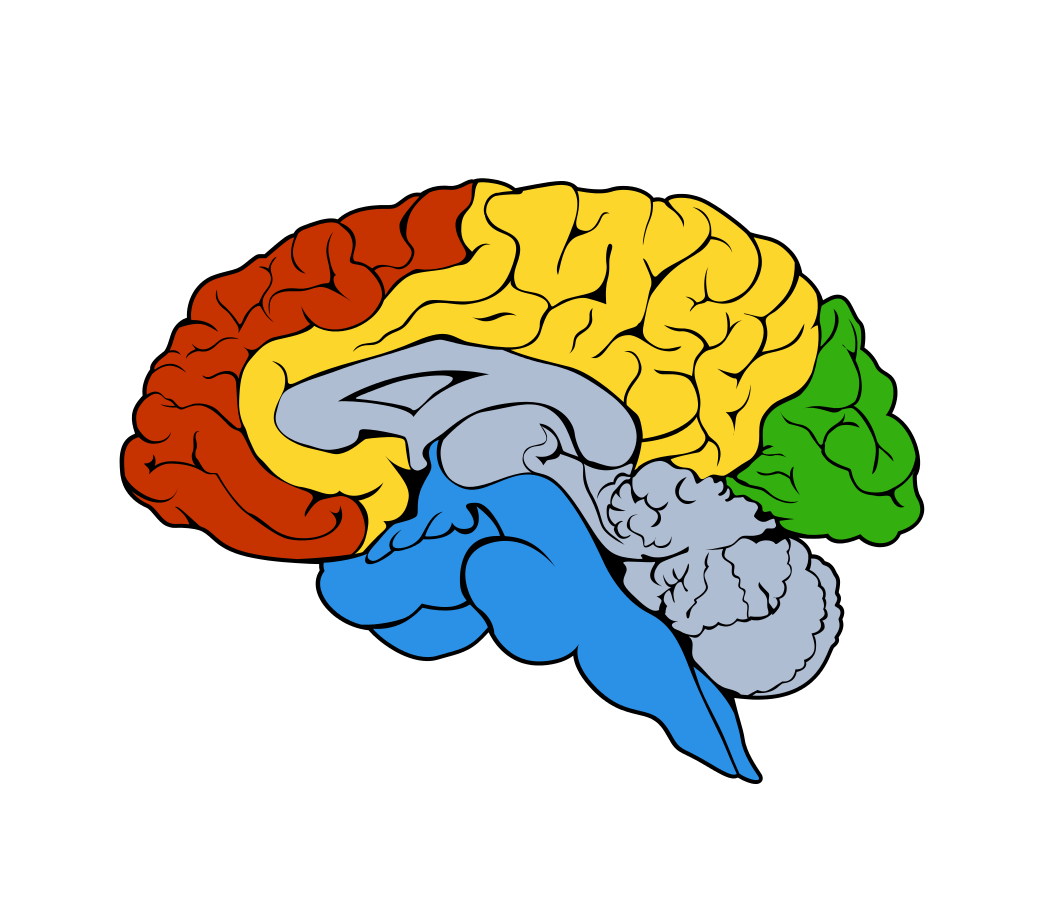R brain. Контур головного мозга. Головной мозг. Мозг рисунок.