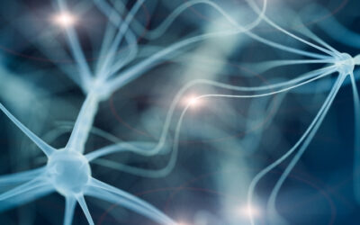 Yes, Adults Can Grow New Brain Cells – Here’s What That Means for Brain Health and Ageing
