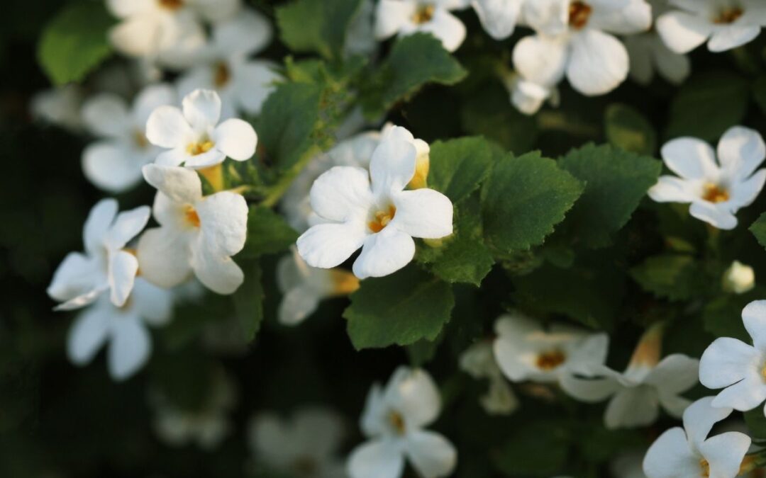 Bacopa monnieri (Brahmi): nourishing the brain, gently and deeply