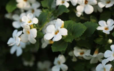 Bacopa monnieri (Brahmi): nourishing the brain, gently and deeply