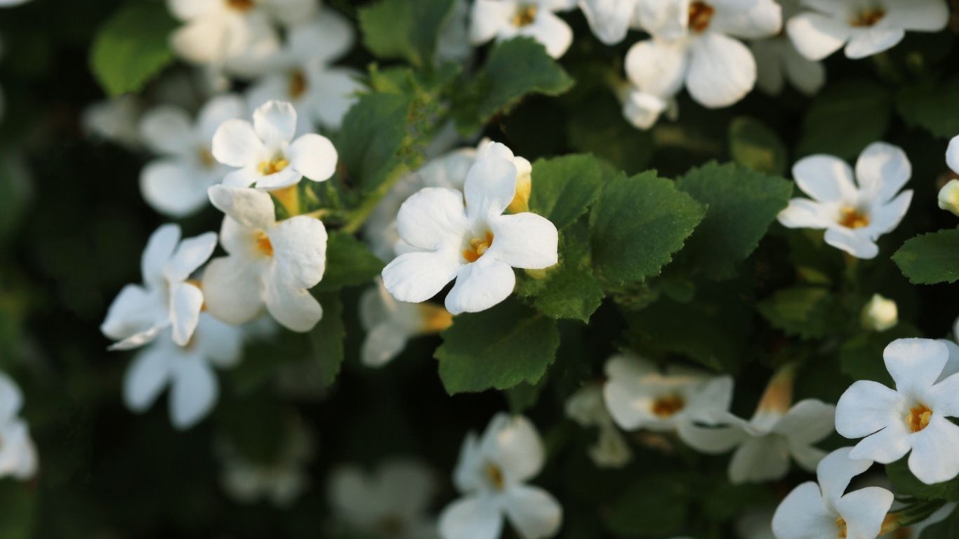 Bacopa monnieri image of white flowers and plant which is good for cognition and prevention of dementia